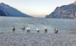 Schwäne putzen sich am Ufer des Gardasee am Freitag zum Morgen 