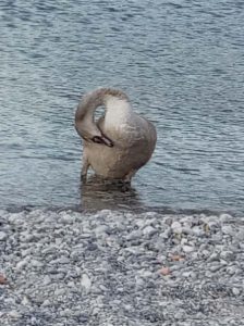 ein brauner sich putzender Schwan am Ufer des Sees