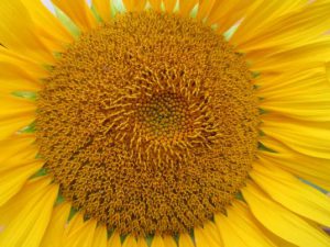 Eine große Sonnenblume