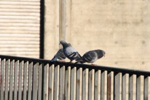Zwei Tauben sitzen am Geländer