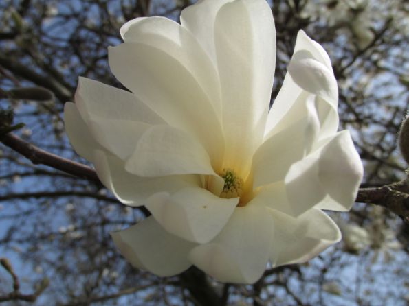 Eine weiße Blumenblüte