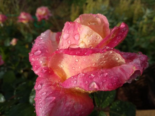 Eine blühende Rose mit Regentropfen