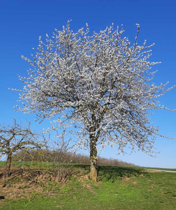 Ein blühender Kirschbaum am Feld