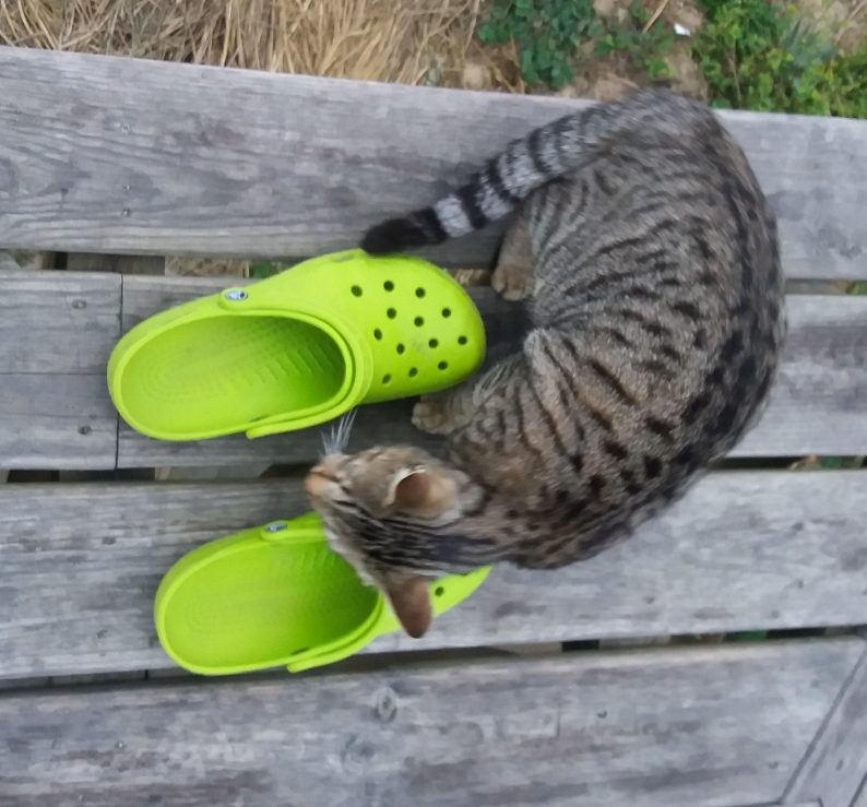eine Katze liegt zwischen grünen Crocs