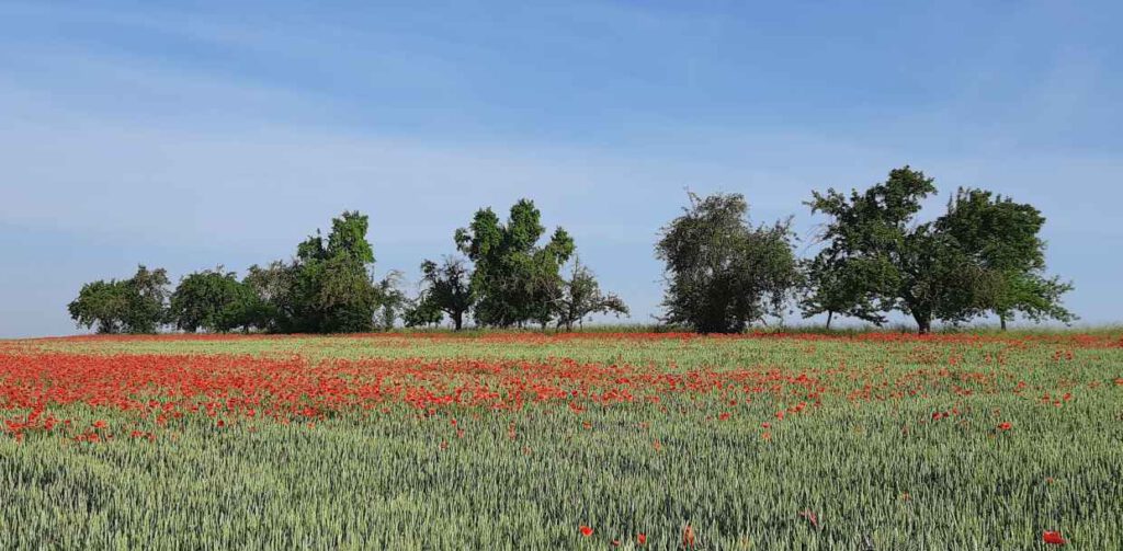 Ein Getreidefeld mit rotem Mohn, Bäumen und blauem Himmel im Hintergrund