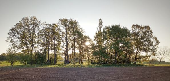 Eine Baumreihe im Feld beim Sonnenaufgang