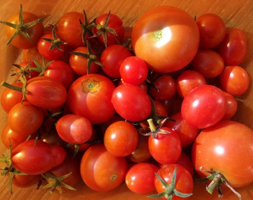 Einige Tomaten liegen in der Schale