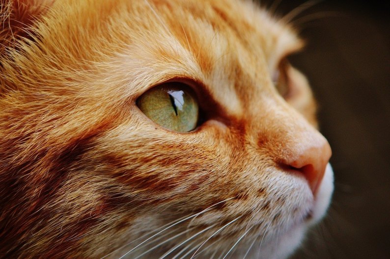 Ein Kopf einer Katze mit grünen Augen